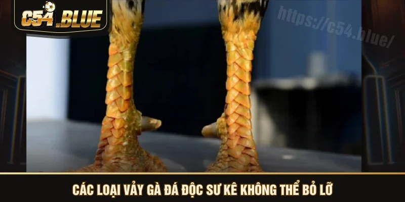 Các loại vảy gà đá độc sư kê không thể bỏ lỡ Các loại vảy gà đá độc sư kê không thể bỏ lỡ