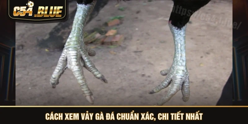 Cách xem vảy gà đá chuẩn xác, chi tiết nhất Cách xem vảy gà đá chuẩn xác, chi tiết nhất