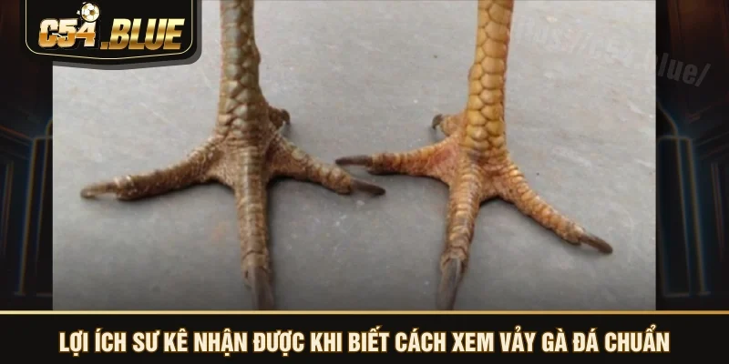 Lợi ích sư kê nhận được khi biết cách xem vảy gà đá chuẩn Lợi ích sư kê nhận được khi biết cách xem vảy gà đá chuẩn